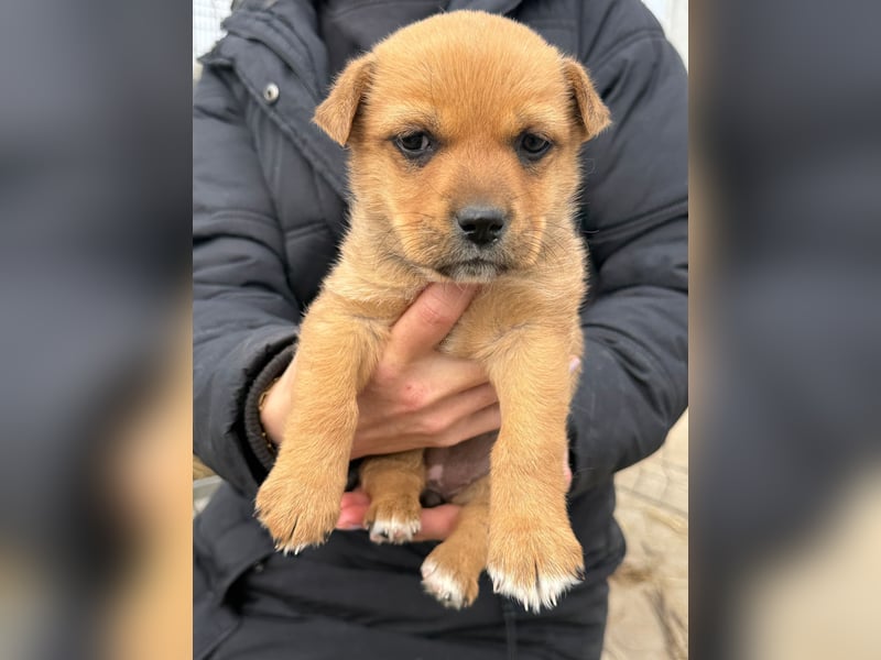Fila wartet auf den einen Menschen, der ihn sieht