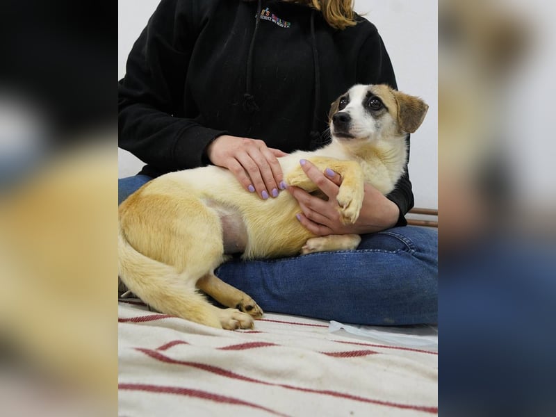 WIBKE, treue Seele, über 1 Jahr, 25 cm, Mischling, Tierschutz Rumänien