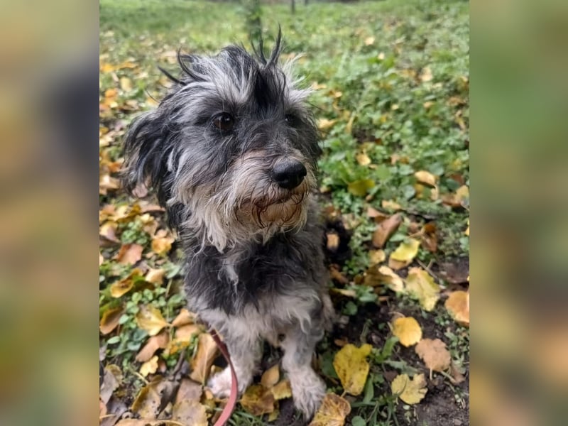 Hope Tierschutzhund sucht ein Zuhause