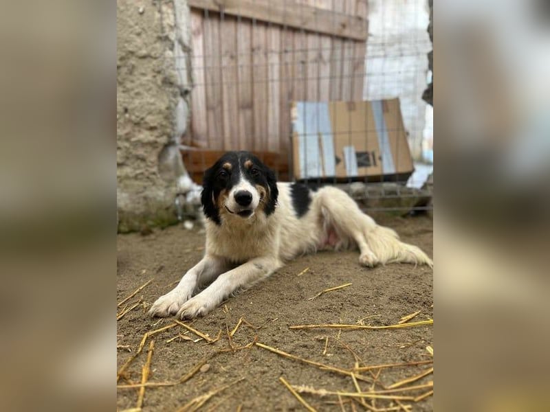 ⭐️STELUTA⭐️, Hündin, 1 Monat, 13 cm, Mischling, Tierschutz