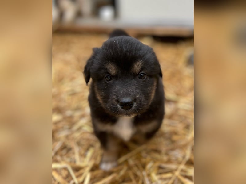 ⭐️SALVA⭐️, Hündin, 1 Monat, 13 cm, Mischling, Tierschutz