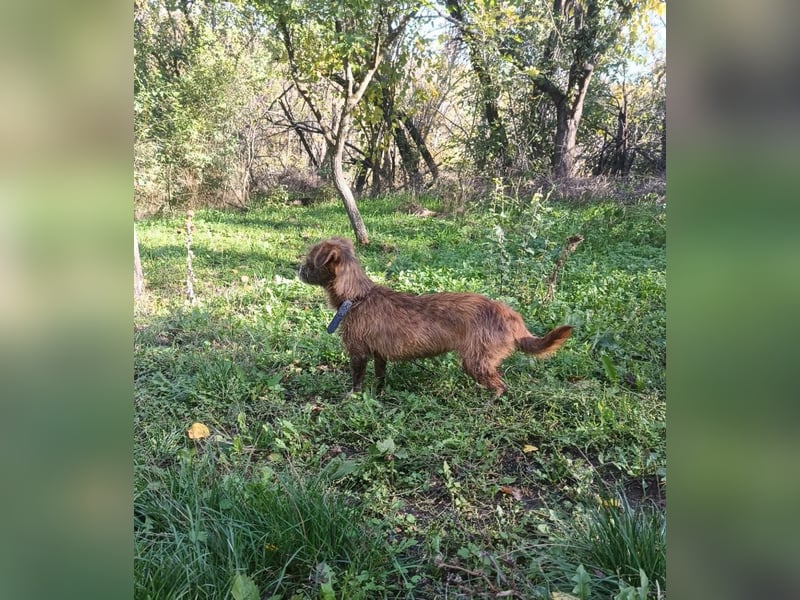 Matilda Tierschutzhund sucht ein Zuhause