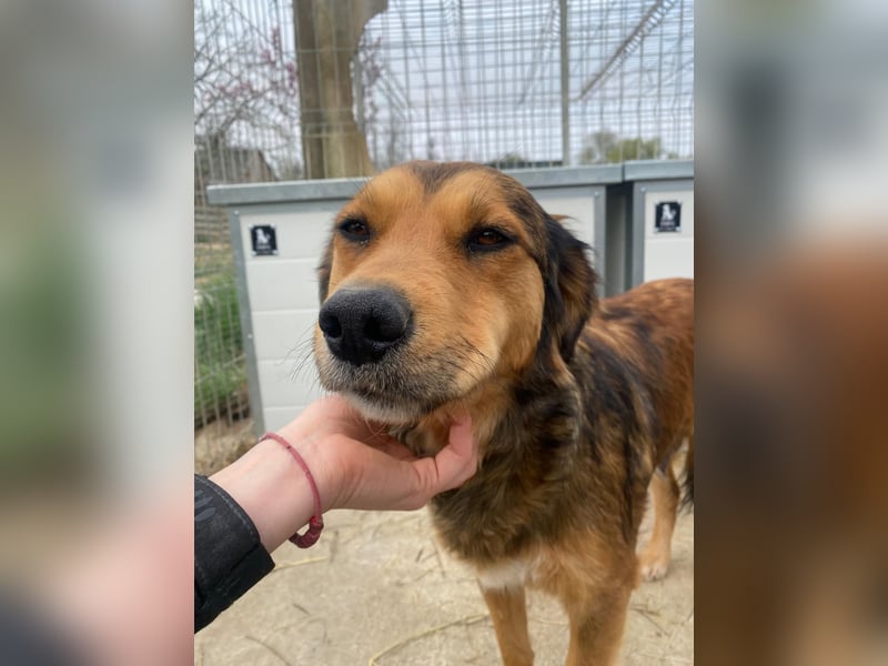 Fila wartet auf den einen Menschen, der ihn sieht