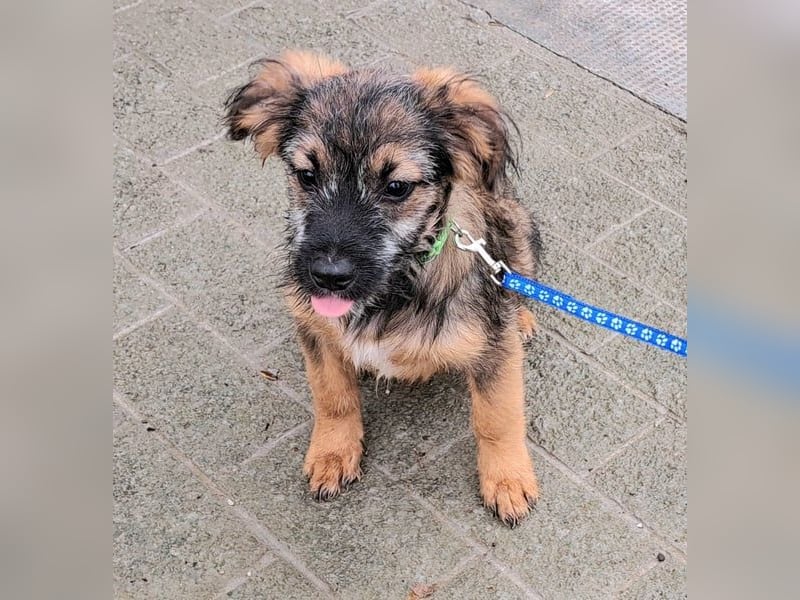 Junghund Carlo 30cm möchte Rumänien schnell verlassen