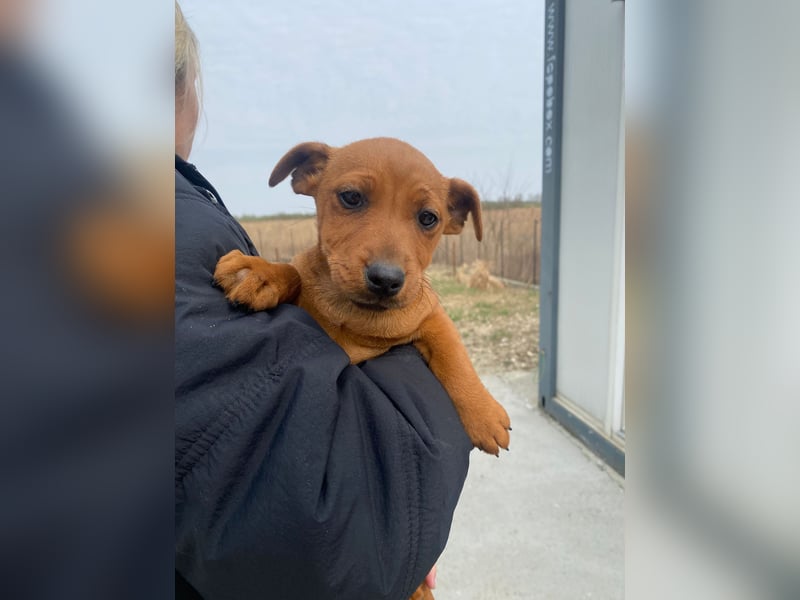 Elli sucht ein Herz, das sie liebt