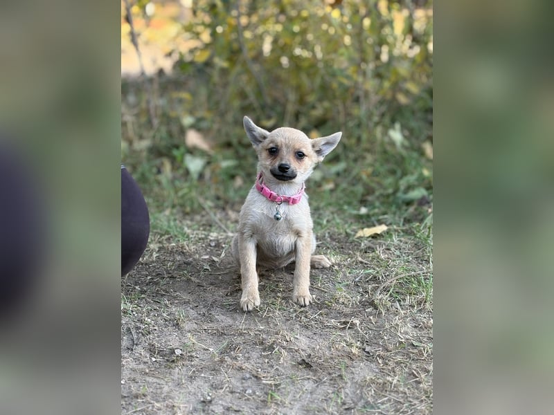 Sky - wunderschöner Welpe wünscht sich einen warmen Winter!