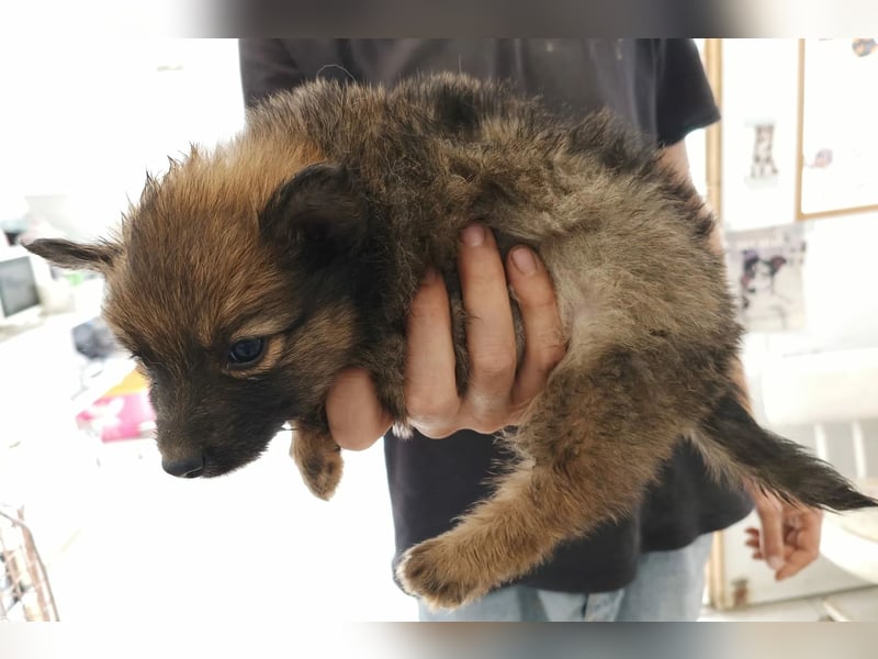 Walter - kleiner süße Rüde sucht herzliche Familie!