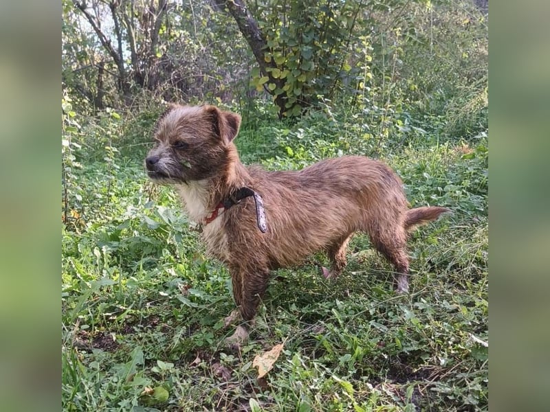 Matilda Tierschutzhund sucht ein Zuhause