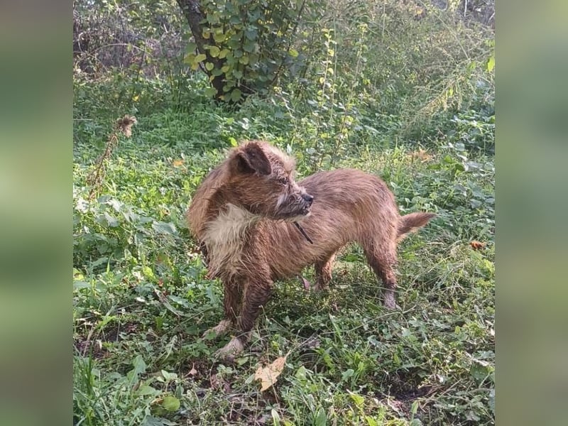 Matilda Tierschutzhund sucht ein Zuhause