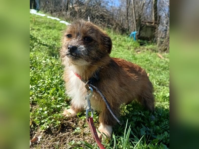 Matilda Tierschutzhund sucht ein Zuhause