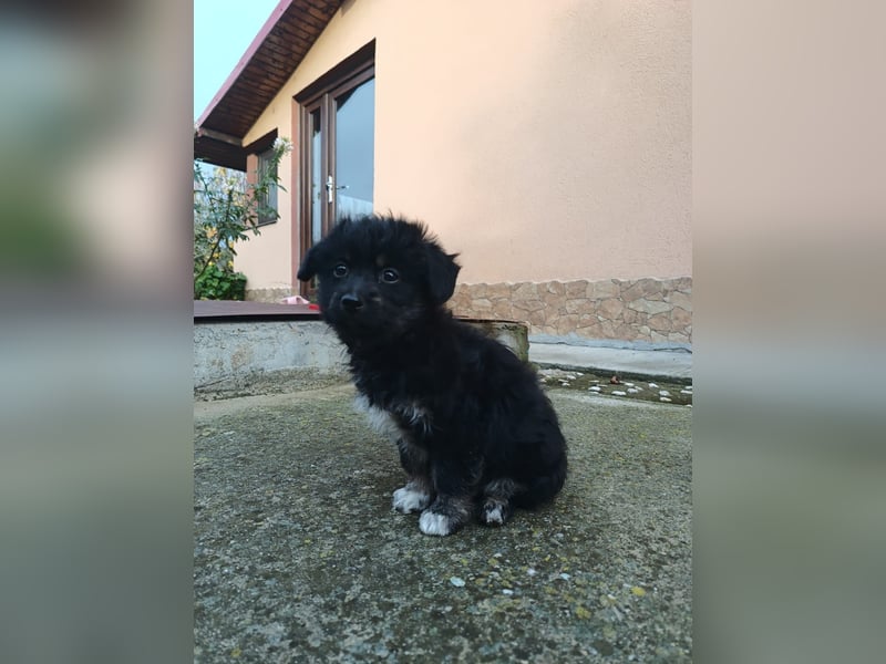 Hera Tierschutzhund sucht ein Zuhause