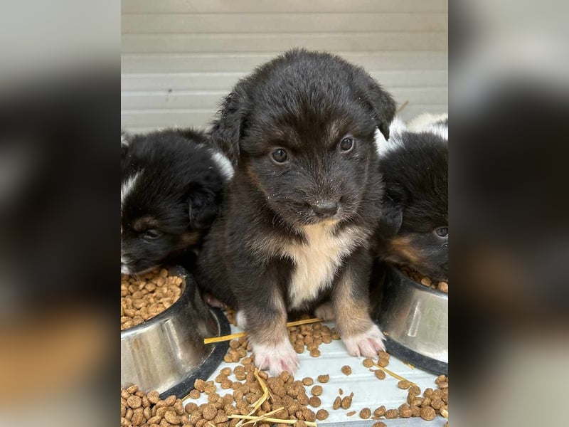 ⭐️SALVA⭐️, Hündin, 1 Monat, 13 cm, Mischling, Tierschutz