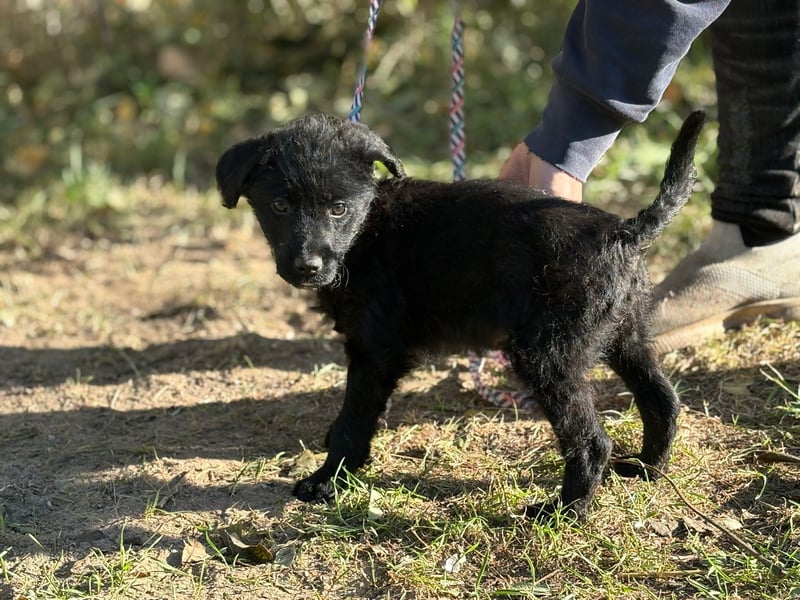 Kende - Verspielter Welpe sucht Zuhause