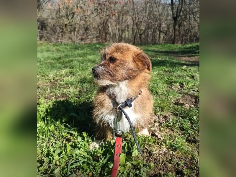 Matilda Tierschutzhund sucht ein Zuhause