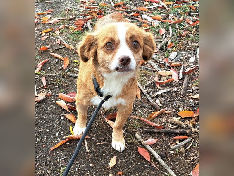 Liebes Hundemädchen Gennie möchte Rumänien so gerne verlassen