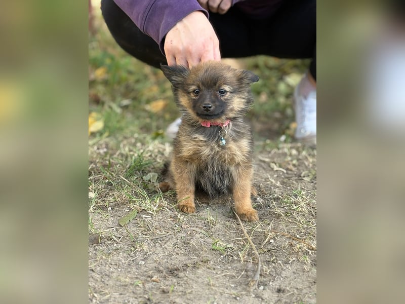 Winnie - möchte dich kennenlernen!