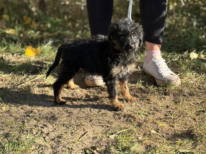 Kadicsa - kleiner Welpe sucht ein warmes Zuhause!