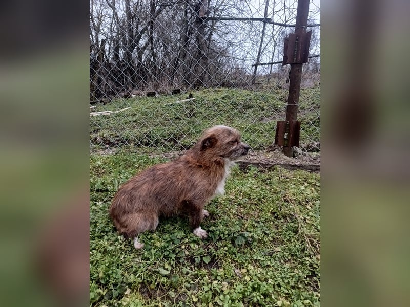 Matilda Tierschutzhund sucht ein Zuhause