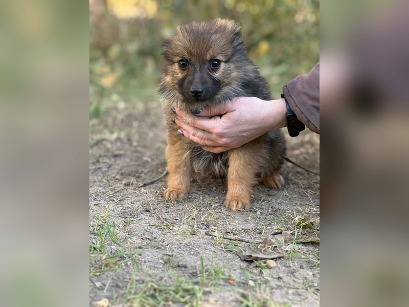 Walter - kleiner süße Rüde sucht herzliche Familie!