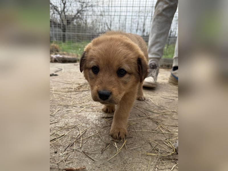 Flora träumt von einem weichen Körbchen
