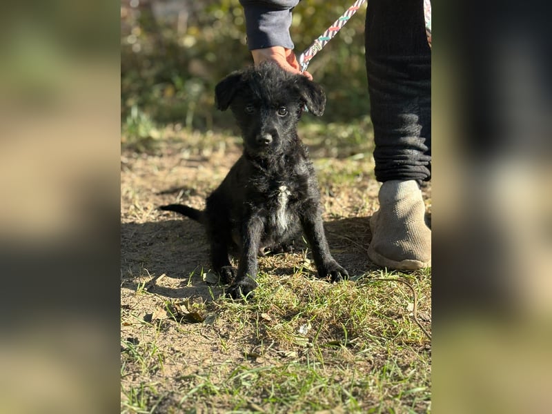 Kende - Verspielter Welpe sucht Zuhause