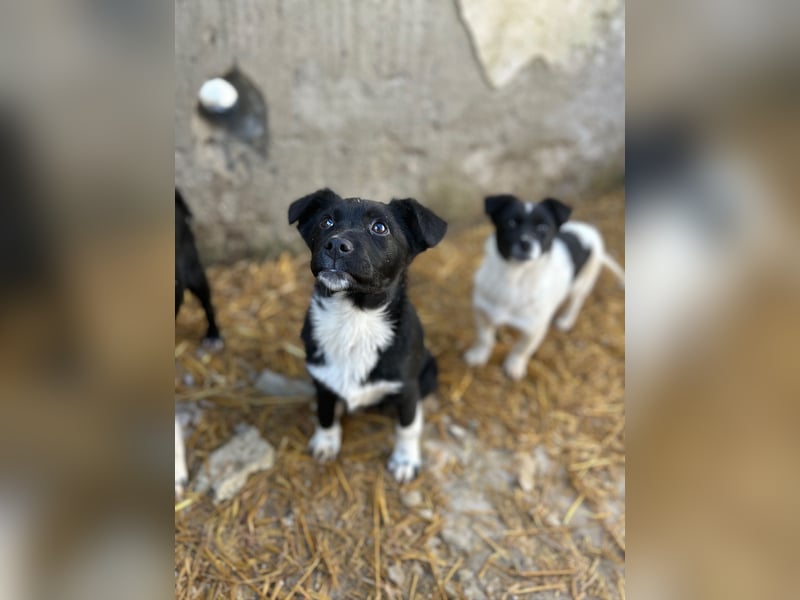 SIMBA, fröhlicher kleiner Sonnenschein, Hündin, 6 Monate, 32 cm, Mischling, Tierschutz