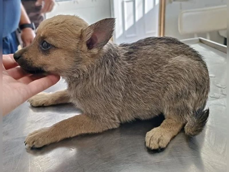 Sky - wunderschöner Welpe wünscht sich einen warmen Winter!