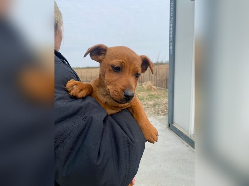 Elli sucht ein Herz, das sie liebt