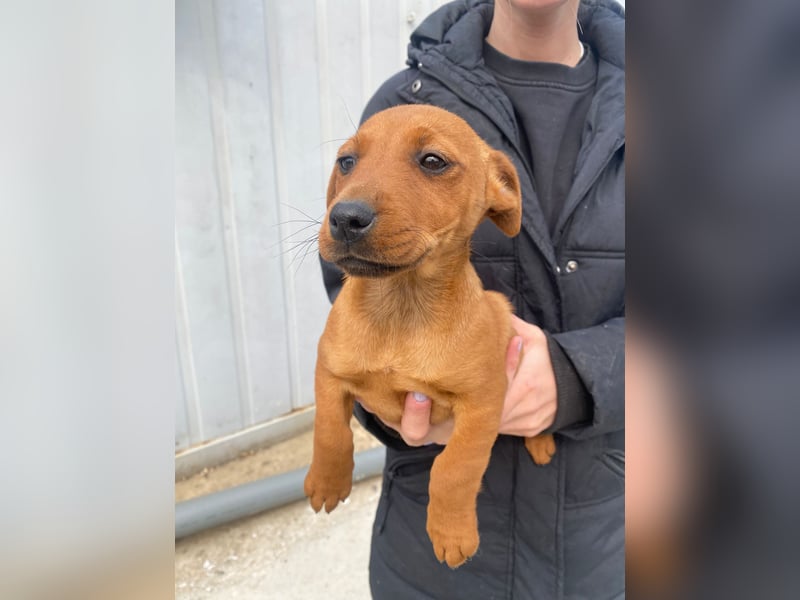 Elli sucht ein Herz, das sie liebt