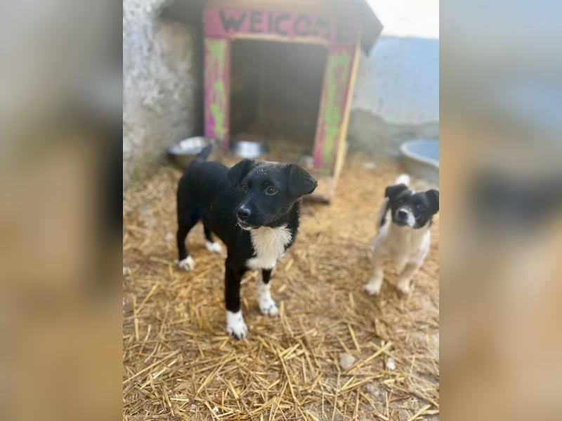 SIMBA, fröhlicher kleiner Sonnenschein, Hündin, 6 Monate, 32 cm, Mischling, Tierschutz