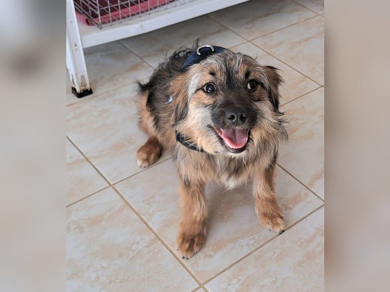 Junghund Carlo 30cm möchte Rumänien schnell verlassen