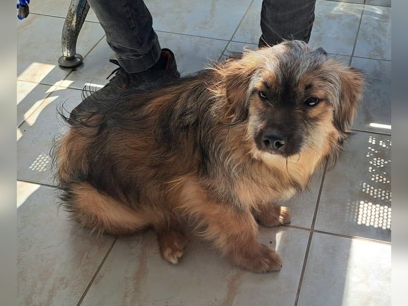 Junghund Carlo 30cm möchte Rumänien schnell verlassen