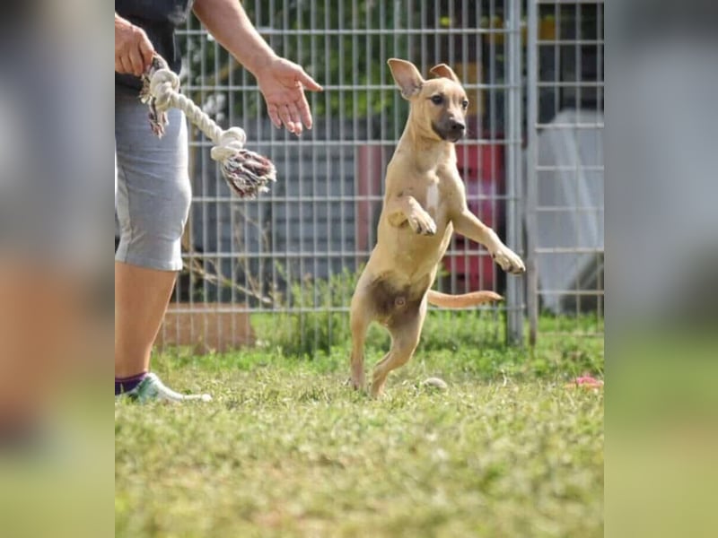 Fura - braucht dringend ein warmes Heim!