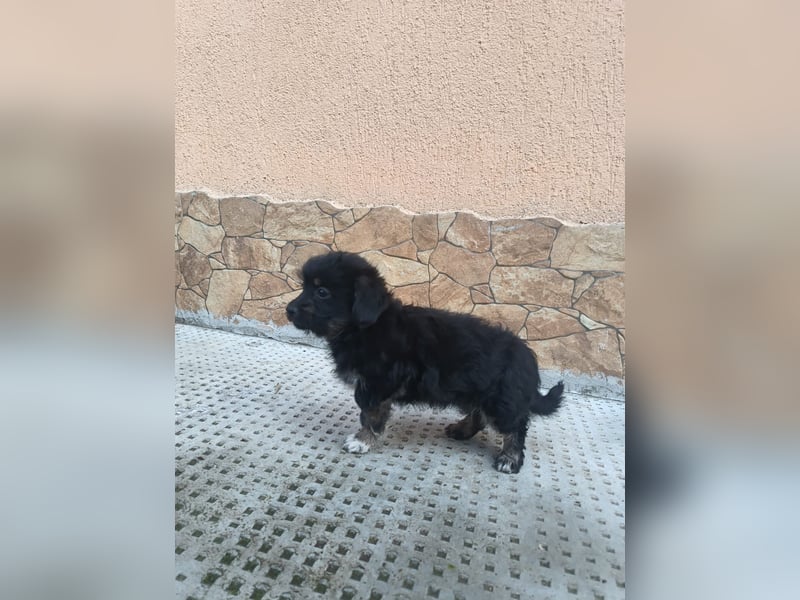 Hera Tierschutzhund sucht ein Zuhause