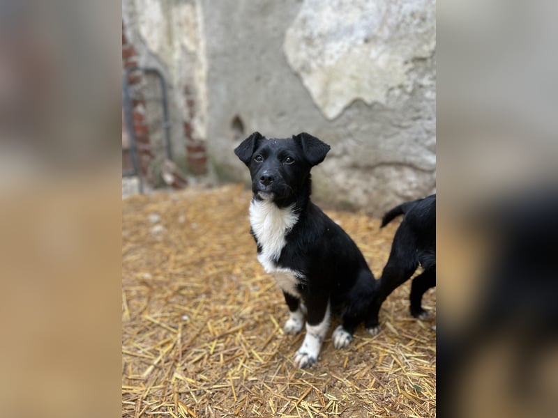 SIMBA, fröhlicher kleiner Sonnenschein, Hündin, 6 Monate, 32 cm, Mischling, Tierschutz