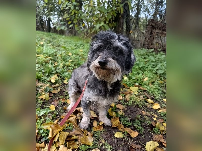 Hope Tierschutzhund sucht ein Zuhause