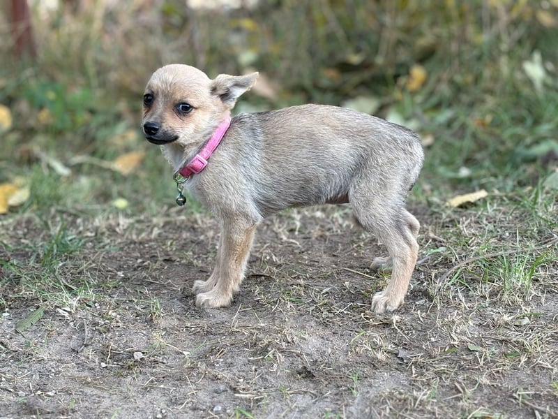 Sky - wunderschöner Welpe wünscht sich einen warmen Winter!