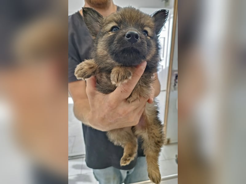 Walter - kleiner süße Rüde sucht herzliche Familie!