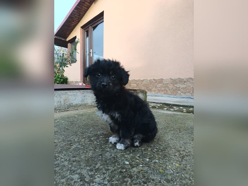 Hera Tierschutzhund sucht ein Zuhause