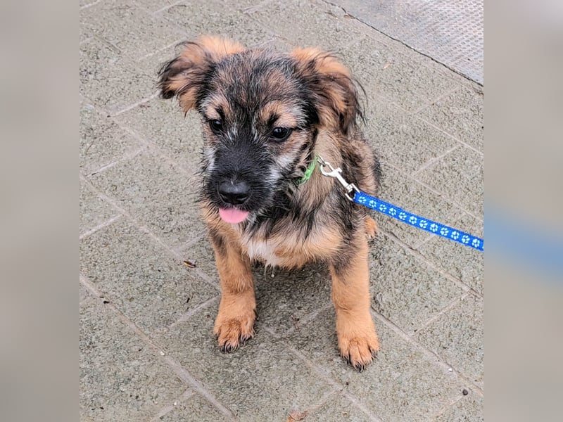 Welpe Carlo 30cm möchte Rumänien schnell verlassen