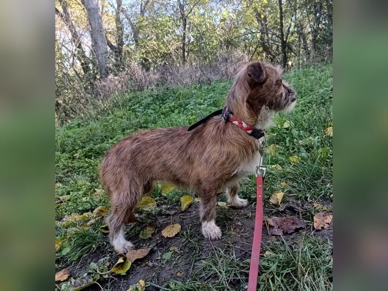 Matilda Tierschutzhund sucht ein Zuhause