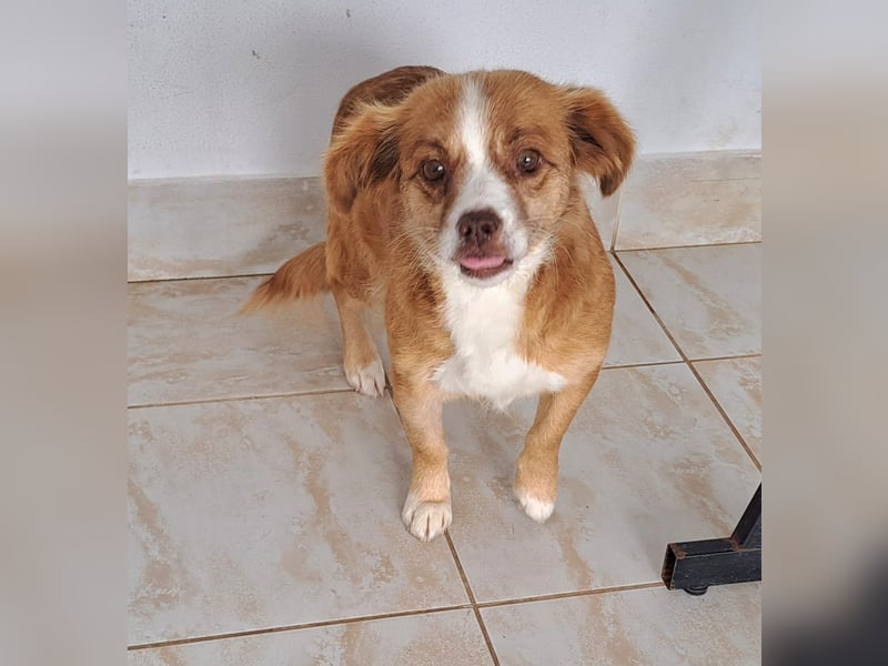 Liebes Hundemädchen Gennie möchte Rumänien so gerne verlassen