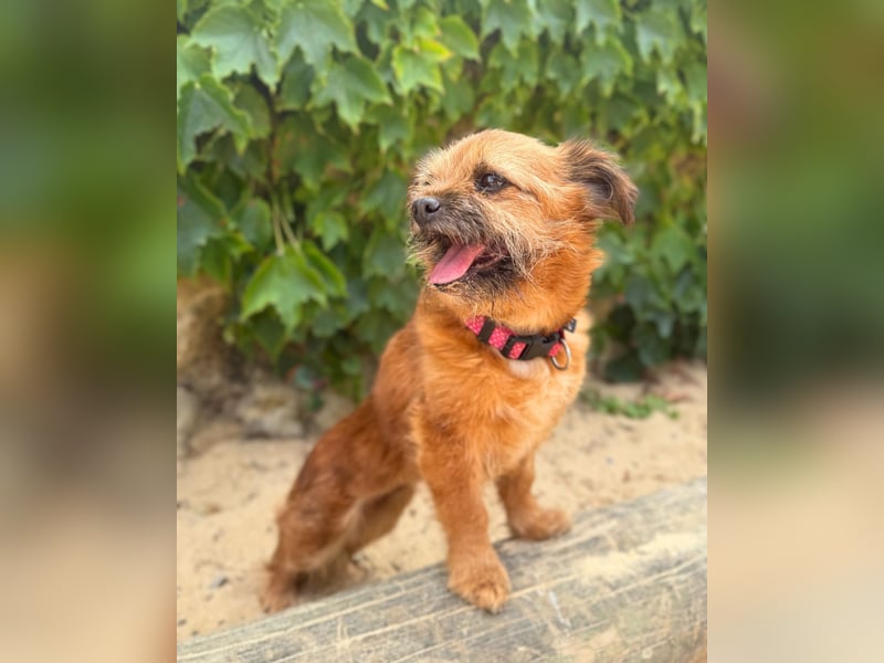 Menschenbezogene Senioren Pixie wartet in 49324 Melle auf dich!