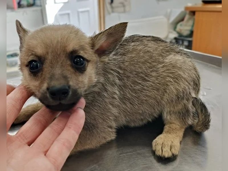 Sky - wunderschöner Welpe wünscht sich einen warmen Winter!