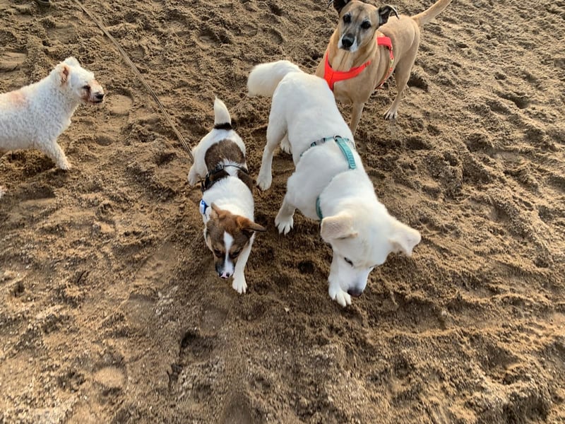 SNOOPY, kleines Kuschelmonster, 6 Monate, 20 cm, Mischling, Tierschutz, Pflegestelle Hennef