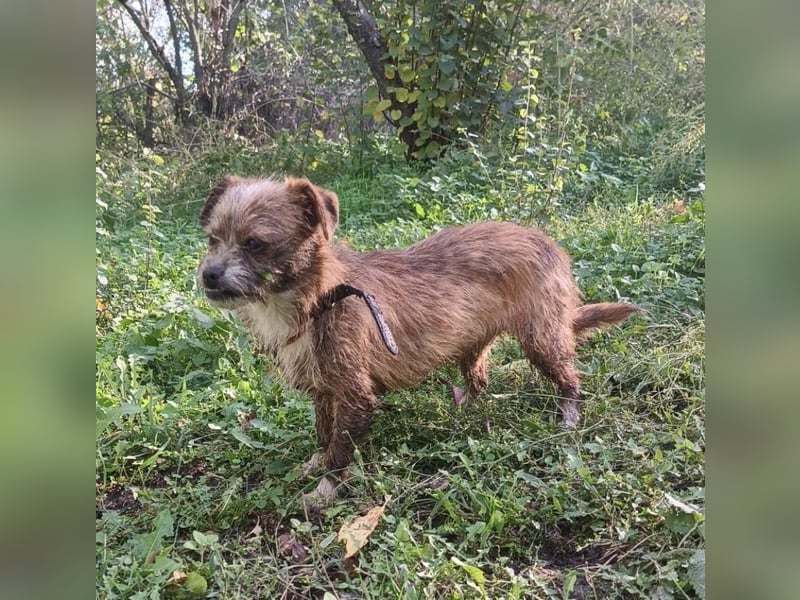 Matilda Tierschutzhund sucht ein Zuhause