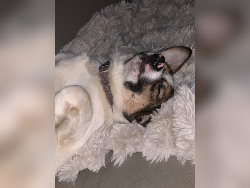 SNOOPY, kleines Kuschelmonster, 6 Monate, 20 cm, Mischling, Tierschutz, Pflegestelle Hennef