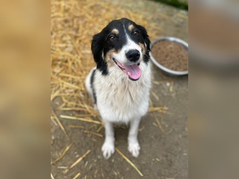 ⭐️STELLA⭐️, Hündin, 1 Monat, 13 cm, Mischling, Tierschutz