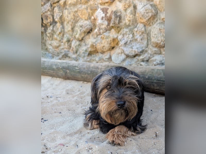 Zauberhafte Alberta wartet in Portugal auf unserem Tierschutzhof!