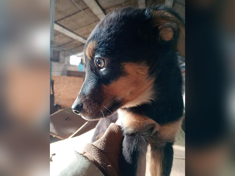 ⭐️WIKA⭐️, Hündin, 4 Monate, 25 cm, Mischling, Tierschutz